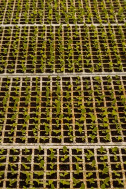 serada tohum. bitkiler sera tohum. sera kavramında tohum. serada tohum bitki. Yeni bir hayat. 