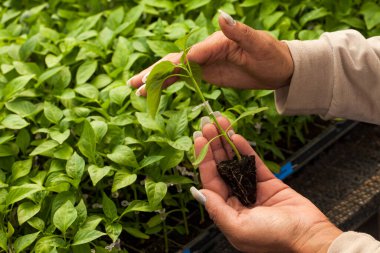 Bahçıvanın eli elinde küçük elma ağacının filizini tutuyor.