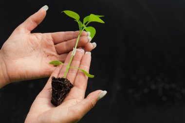 Bahçıvanın eli elinde küçük elma ağacının filizini tutuyor.
