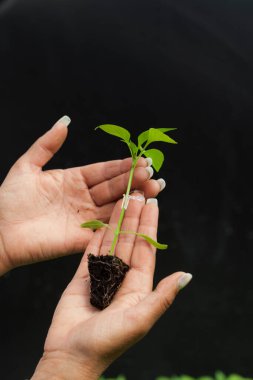 Bahçıvanın eli elinde küçük elma ağacının filizini tutuyor.