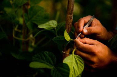 serada tohum. bitkiler sera tohum. sera kavramında tohum. serada tohum bitki. Yeni bir hayat. 