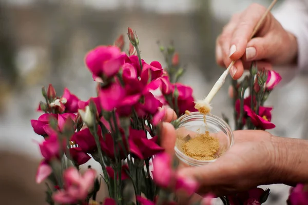 Hand Gardener Holds Seedling Small Apple Tree Her Hands — Fotografia de Stock