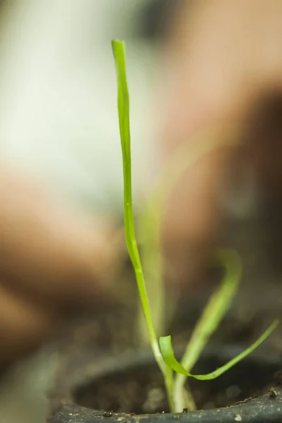 Рука Садівника Тримає Руках Розсаду Маленької Яблуні — стокове фото