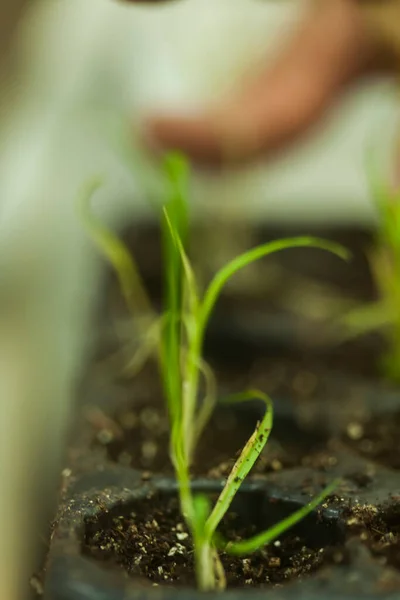 Hand Gardener Holds Seedling Small Apple Tree Her Hands — 스톡 사진