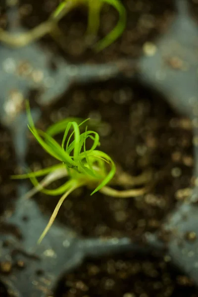 Sådd Växthus Seedning Växter Växthus Sådd Växthus Koncept Anläggningen Sådd — Stockfoto