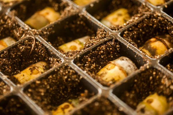 serada tohum. bitkiler sera tohum. sera kavramında tohum. serada tohum bitki. Yeni bir hayat. 