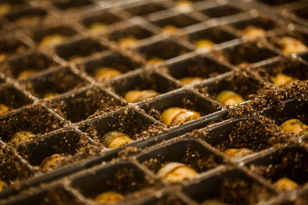 serada tohum. bitkiler sera tohum. sera kavramında tohum. serada tohum bitki. Yeni bir hayat. 