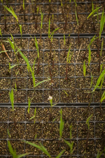 Seeding Greenhouse Seeding Plants Greenhouse Seeding Greenhouse Concept Plant Seeding — Stock Photo, Image