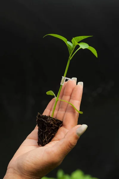 Hand Gardener Holds Seedling Small Apple Tree Her Hands — Stockfoto