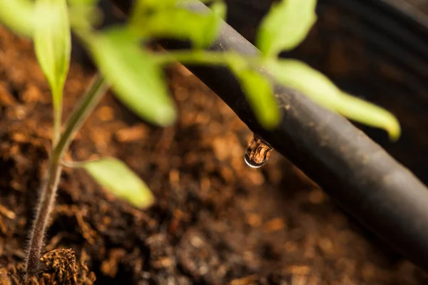 serada tohum. bitkiler sera tohum. sera kavramında tohum. serada tohum bitki. Yeni bir hayat. 