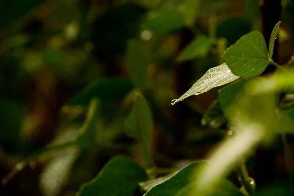 在温室播种 播种植物温室 播种在温室概念 温室植物播种 新生活 — 图库照片