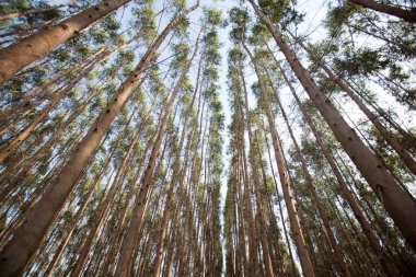 Brezilya 'da kesim için okaliptüs ekimi. Kağıt endüstrisi. Yüksek kalite fotoğraf