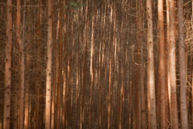 Brezilya 'da kesim için okaliptüs ekimi. Kağıt endüstrisi. Yüksek kalite fotoğraf