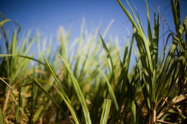 Brezilya 'da şeker kamışı tarlası. Tarım konsepti. Yüksek kalite fotoğraf