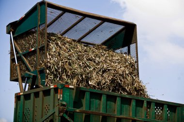Brezilya 'da şeker kamışı tarlasında çalışan hasat işçisi. Hasat. Tarım konsepti. Yüksek kalite fotoğraf