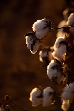 Sanayi için pamuk tarlası, tekstil kullanımı, hasat zamanı. Yüksek kalite fotoğraf