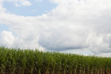 Brezilya 'da şeker kamışı tarlası. Tarım konsepti. Yüksek kalite fotoğraf