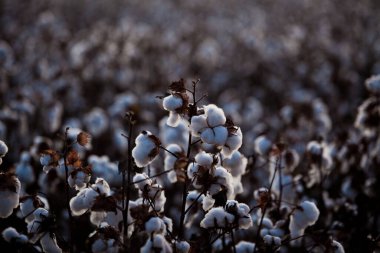 Sanayi için pamuk tarlası, tekstil kullanımı, hasat zamanı. Yüksek kalite fotoğraf