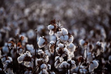 Sanayi için pamuk tarlası, tekstil kullanımı, hasat zamanı. Yüksek kalite fotoğraf