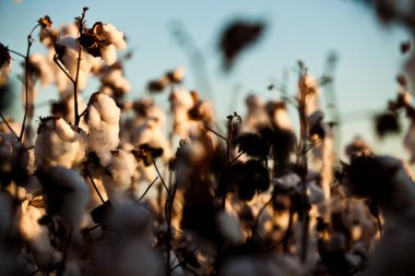 Sanayi için pamuk tarlası, tekstil kullanımı, hasat zamanı. Yüksek kalite fotoğraf