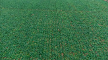 Brezilya 'daki bir çiftlikte yetişen yeşil sondajların ya da sıra sıra patateslerin insansız hava aracı görüntüsü. Bitkiler uzun, bol yapraklı, zengin yeşildirler. Yüksek kalite fotoğraf