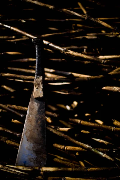 Sugar Cane Plantation Field Brazil Agriculture Concept High Quality Photo — 스톡 사진