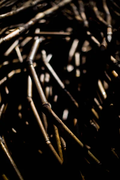 Sugar Cane Plantation Field Brazil Agriculture Concept High Quality Photo — Fotografia de Stock