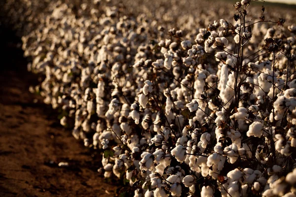 Cotton Plantation Industrial Textile Use Ready Harvest High Quality Photo — Stock fotografie