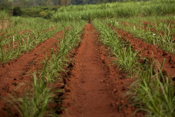Sugar Cane Plantation Field Brazil Agriculture Concept High Quality Photo — стоковое фото