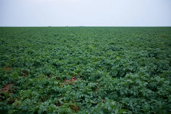 Green Drills Rows Potatoes Growing Plantation Brazil Plants Tall Rich — стокове фото