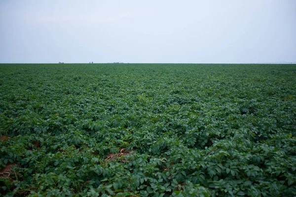 Green Drills Rows Potatoes Growing Plantation Brazil Plants Tall Rich — Stock fotografie