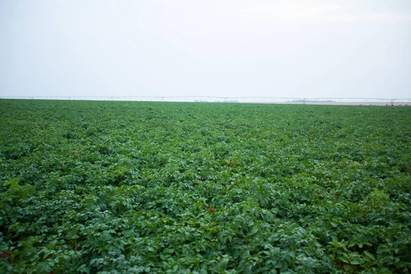 Green Drills Rows Potatoes Growing Plantation Brazil Plants Tall Rich — стоковое фото