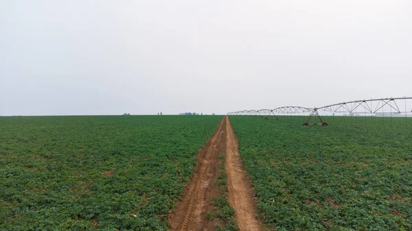 Green Drills Rows Potatoes Growing Plantation Brazil Plants Tall Rich — стокове фото