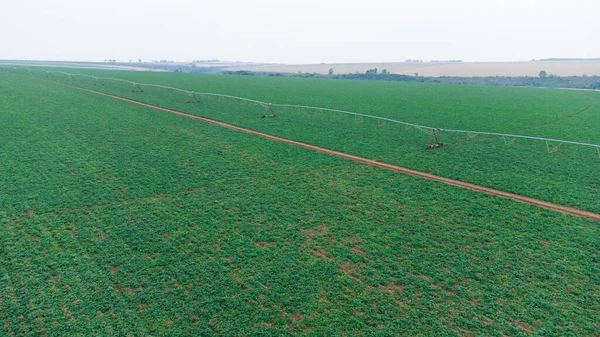 Aerial Drone View Green Drills Rows Potatoes Growing Plantation Brazil — стокове фото