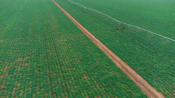 드론으로그린 드릴이나 브라질의 농장에서 재배되는 감자가 줄지어 이보입니다 식물은 녹색을 — 스톡 사진