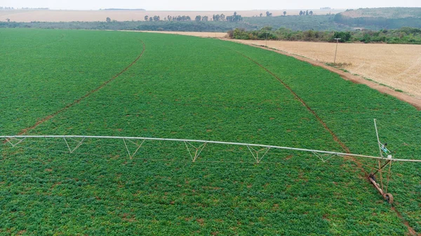 Aerial Drone View Green Drills Rows Potatoes Growing Plantation Brazil — стокове фото