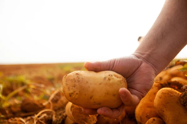 Brezilya 'daki bir çiftlikte topraktan taze patates çıkaran bir çiftçinin eli. Yüksek kalite fotoğraf