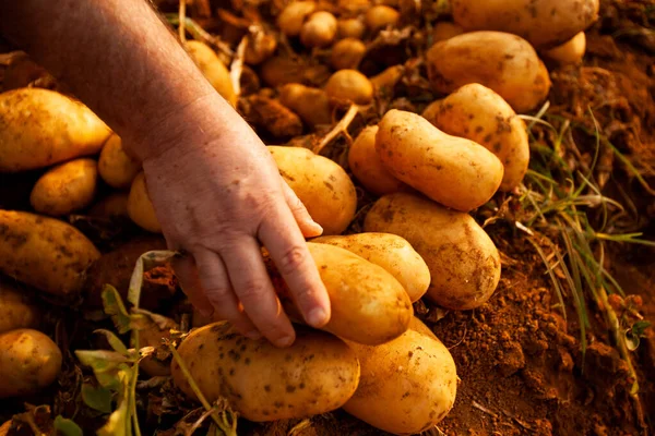 Hand Farmer Holding Potato Fresh Soil Plantation Brazil High Quality — Stockfoto