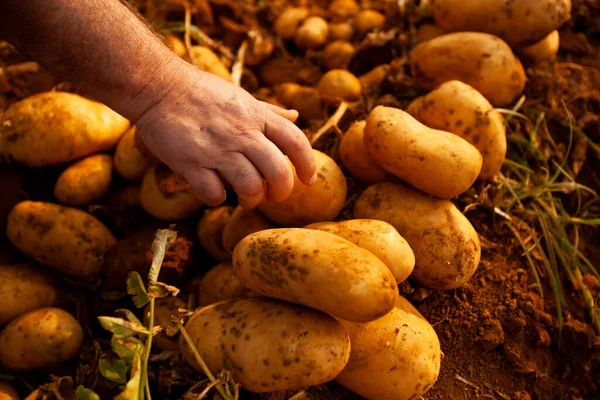 Hand Farmer Holding Potato Fresh Soil Plantation Brazil High Quality — Stockfoto