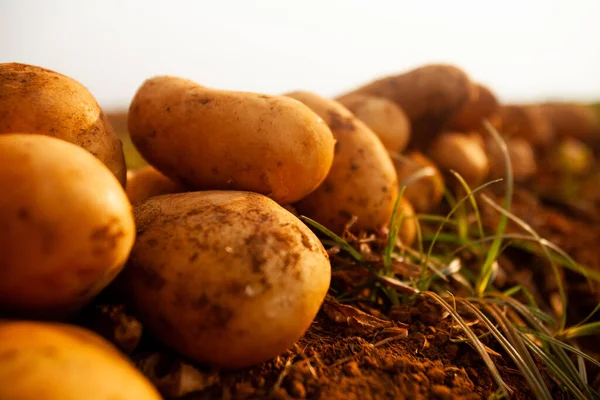 Details Potato Fresh Soil Plantation Brazil High Quality Photo — Photo