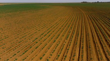 Brezilya 'daki bir çiftlikte yetişen yeşil sondajların ya da sıra sıra patateslerin insansız hava aracı görüntüsü. Bitkiler uzun, bol yapraklı, zengin yeşildirler. Yüksek kalite fotoğraf