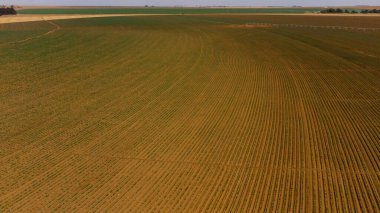 Brezilya 'daki bir çiftlikte yetişen yeşil sondajların ya da sıra sıra patateslerin insansız hava aracı görüntüsü. Bitkiler uzun, bol yapraklı, zengin yeşildirler. Yüksek kalite fotoğraf