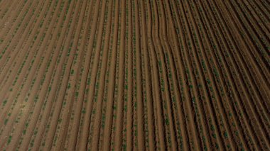 Brezilya 'daki bir çiftlikte yetişen yeşil sondajların ya da sıra sıra patateslerin insansız hava aracı görüntüsü. Bitkiler uzun, bol yapraklı, zengin yeşildirler. Yüksek kalite fotoğraf