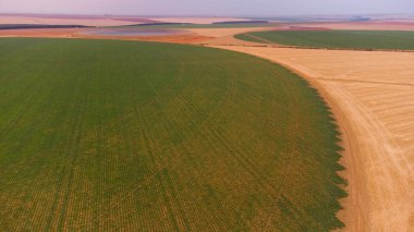 Brezilya 'daki bir çiftlikte yetişen yeşil sondajların ya da sıra sıra patateslerin insansız hava aracı görüntüsü. Bitkiler uzun, bol yapraklı, zengin yeşildirler. Yüksek kalite fotoğraf