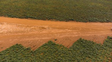Brezilya 'daki bir çiftlikte yetişen yeşil sondajların ya da sıra sıra patateslerin insansız hava aracı görüntüsü. Bitkiler uzun, bol yapraklı, zengin yeşildirler. Yüksek kalite fotoğraf