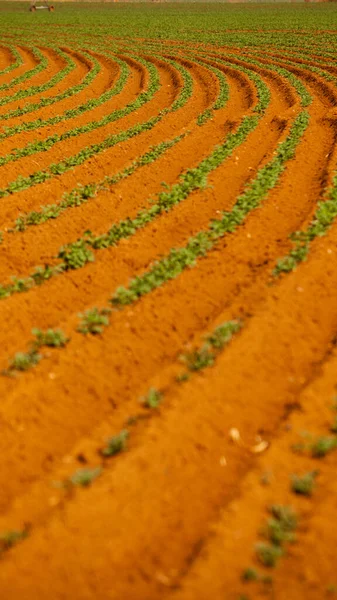 Aerial Drone View Green Drills Rows Potatoes Growing Plantation Brazil — Fotografia de Stock
