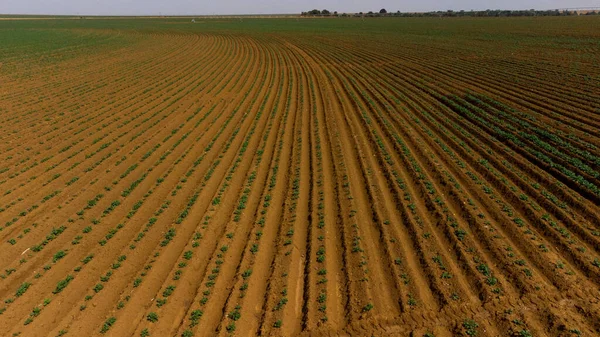 Αεροφωτογραφία Drone Των Πράσινων Τρυπάνια Σειρές Από Πατάτες Που Καλλιεργούνται — Φωτογραφία Αρχείου