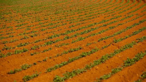 Aerial Drone View Green Drills Rows Potatoes Growing Plantation Brazil — ストック写真