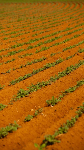 드론으로그린 드릴이나 브라질의 농장에서 재배되는 감자가 줄지어 이보입니다 식물은 녹색을 — 스톡 사진