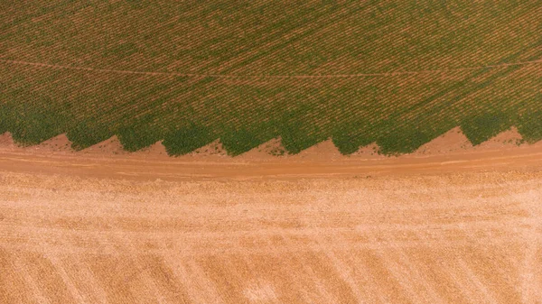 Aerial Drone View Green Drills Rows Potatoes Growing Plantation Brazil — Zdjęcie stockowe